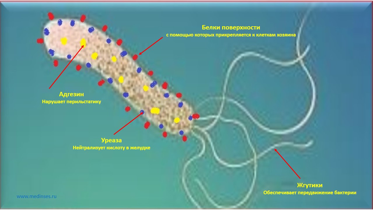 Строение helicobacter pylori